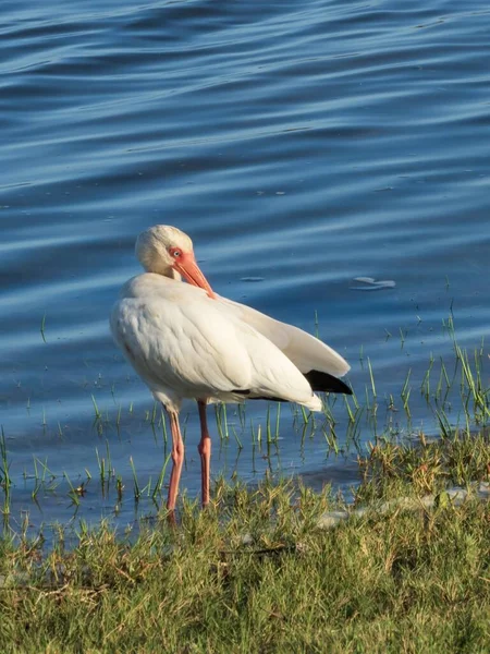 Tiro Vertical Aves Silvestres Con Océano Fondo — Foto de Stock