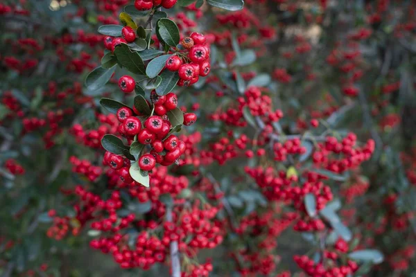 Bacche Ribes Rosso Sui Rami Albero — Foto Stock