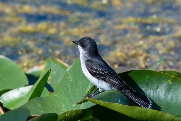 Nahaufnahme Eines Östlichen Königsvogels Der Auf Blättern Hockt — Stockfoto