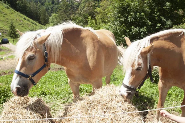Неглубокий Снимок Крупным Планом Двух Лошадей Поедающих Сено Поле — стоковое фото