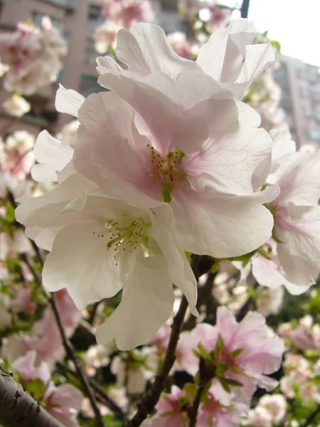 美しい桜の木のクローズアップ — ストック写真