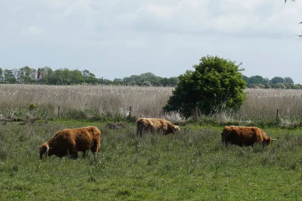 三头棕色高地奶牛在田里吃草 — 图库照片
