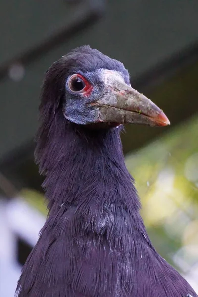 Ein Vertikaler Selektiver Fokusschuss Des Saatvogelkopfes — Stockfoto