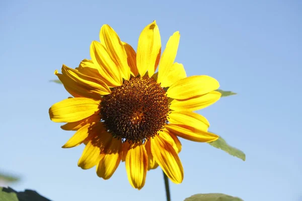 Detailní Záběr Krásné Slunečnice Modrém Pozadí Oblohy — Stock fotografie