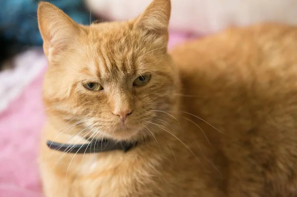 Simpatico Gatto Rosso Con Gli Occhi Verdi Con Colletto — Foto Stock