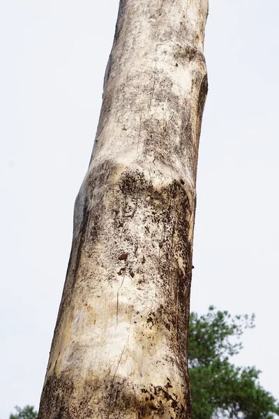 Tiro Close Vertical Tronco Árvore Fundo Céu — Fotografia de Stock