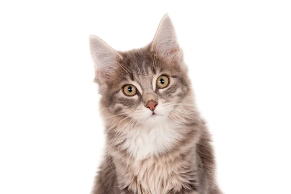 Closeup Shot Cute Grey Kitten Staring Camera Isolated White Background — Stock Photo, Image