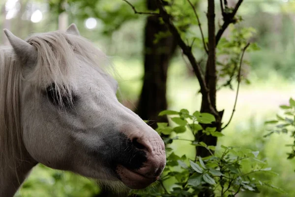 Een Wit Paard Een Bos Bij Groene Planten Bomen — Stockfoto