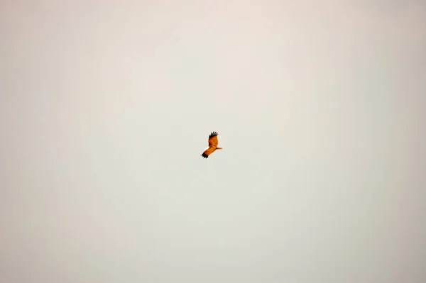昼間は明るい空の下を飛ぶ鳥の低角度ショット — ストック写真