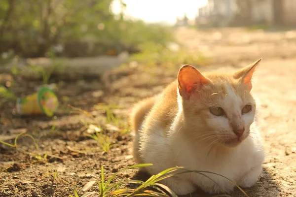 Gato Branco Marrom Claro Sentado Chão Cercado Por Grama Plantas — Fotografia de Stock