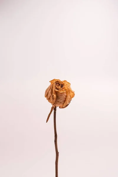 Вертикальний Знімок Сухої Білої Троянди Листя Ізольовано Світлому Фоні — стокове фото