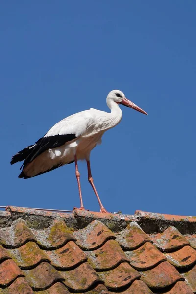 Ein Weißstorch Auf Dem Rostigen Roten Dach Und Der Klare — Stockfoto