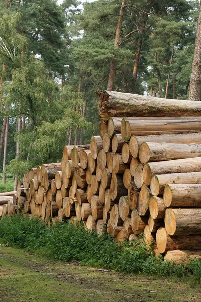 Hög Med Klippta Trädstammar Tallskogen Perfekt För Bakgrunden — Stockfoto