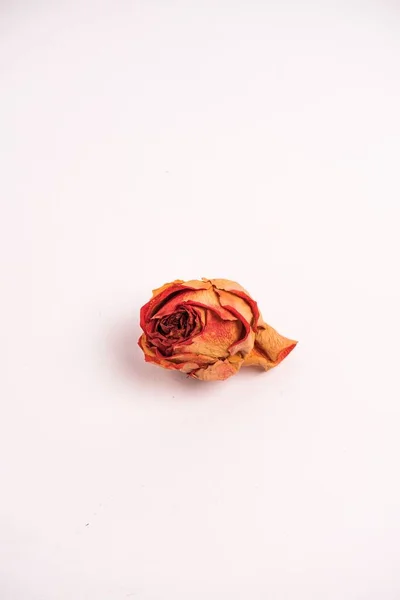 Ένα Κάθετο Κοντινό Πλάνο Ενός Αποξηραμένου Κεφαλιού Τριαντάφυλλου Που Απομονώνεται — Φωτογραφία Αρχείου