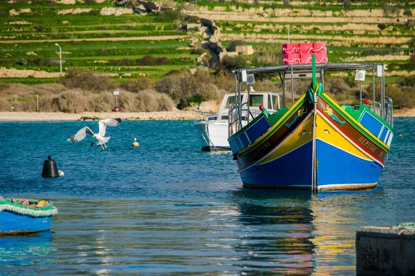 Marsaxlokk Malta Enero 2017 Una Gaviota Volando Desde Barco Pesquero —  Fotos de Stock