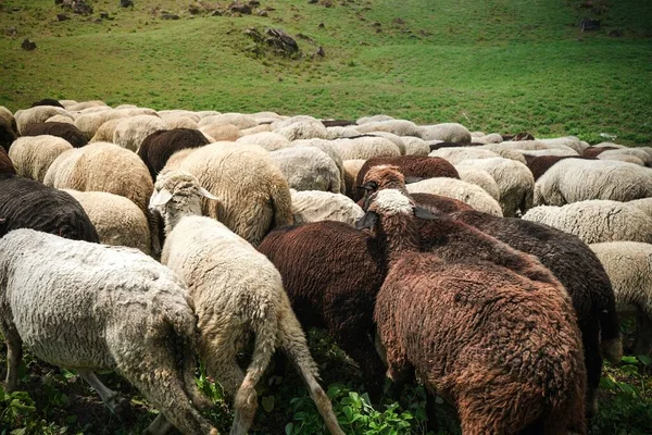緑の畑での羊の放牧 — ストック写真