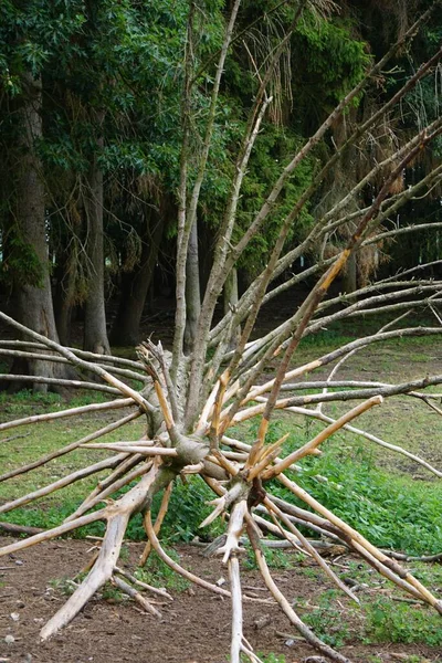 Tiro Vertical Raízes Árvores Chão Floresta — Fotografia de Stock