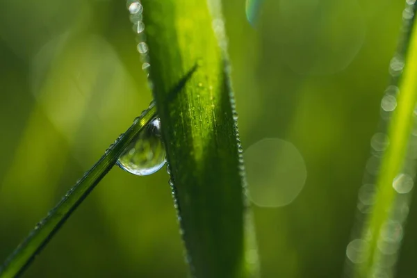 ボケの背景を持つ草の上に露の滴の浅い焦点クローズアップショット — ストック写真