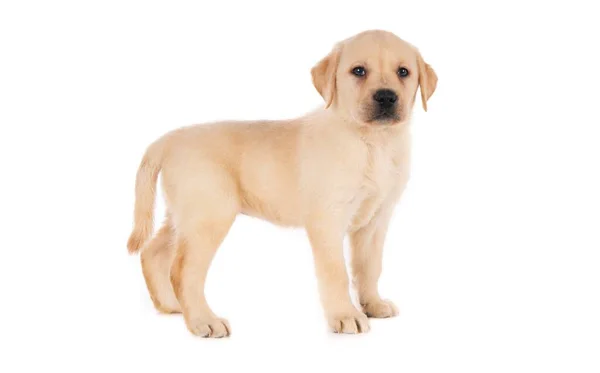 Beyaz Bir Arka Planın Önünde Duran Altın Renkli Labrador Retriever — Stok fotoğraf