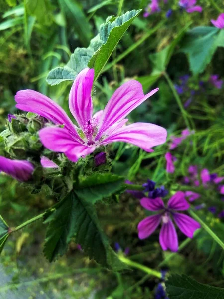 Pionowe Zbliżenie Ujęcie Pięknego Malva Sylvestris Kwiat Kwitnący Ogrodzie — Zdjęcie stockowe