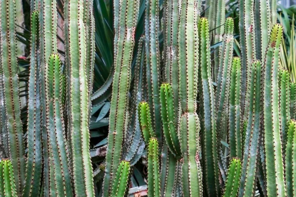 Una Variedad Cactus Candelabros Creciendo Uno Lado Del Otro —  Fotos de Stock