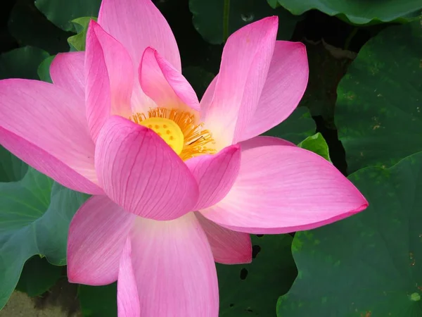 Una Vista Ángulo Alto Interior Una Flor Loto Rosa Flor —  Fotos de Stock