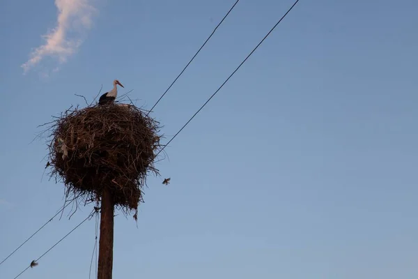 Eine Nahaufnahme Von Weißstörchen Unter Friedlichem Himmel — Stockfoto