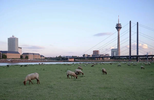 Schafe Weiden Vordergrund Und Viele Mehr Hintergrund Auf Einem Feld — Stockfoto
