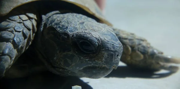 Primer Plano Cabeza Una Tortuga Con Fondo Borroso —  Fotos de Stock