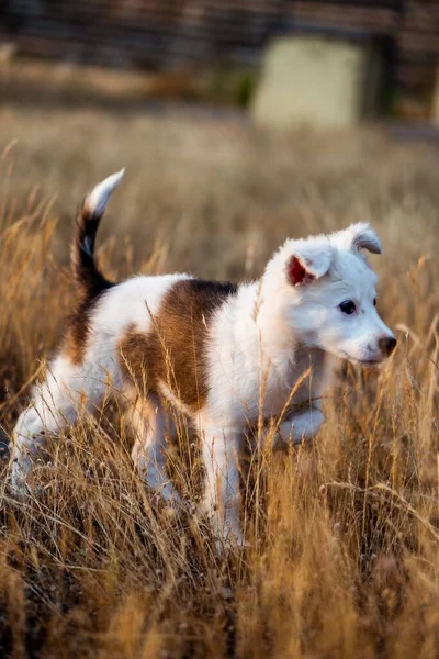 Tiro Foco Raso Vertical Cão Bonito Marrom Branco Que Corre — Fotografia de Stock