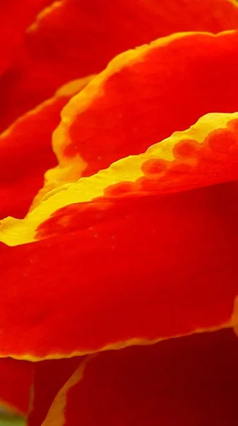 Вертикальний Крупним Планом Знімок Червоних Пелюсток Квітки Поппі Жовтим Краю — стокове фото