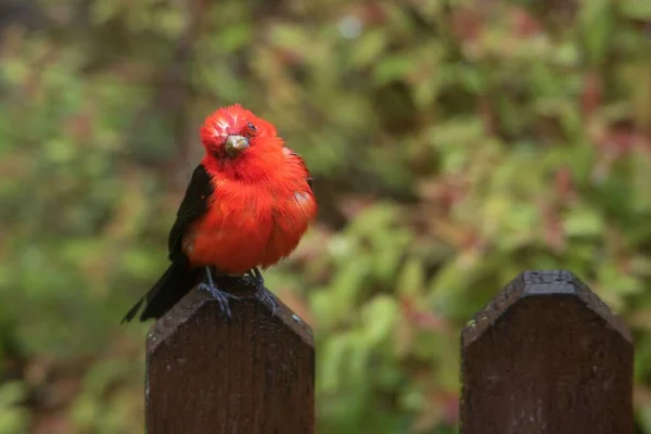 Tahta Çitin Üzerinde Oturan Güzel Bir Kardinal Kuşunun Seçici Odak — Stok fotoğraf