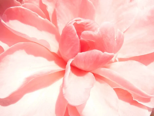 Gros Plan Une Belle Camellia Sous Lumière Soleil — Photo