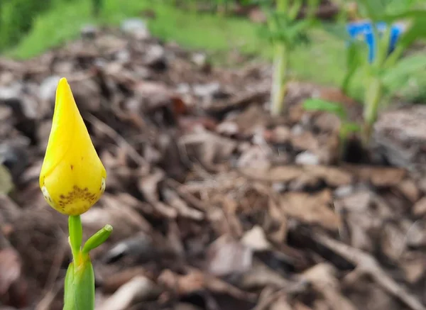 Zbliżenie Ujęcie Żółtego Tulipanowego Pączka Ogrodzie — Zdjęcie stockowe