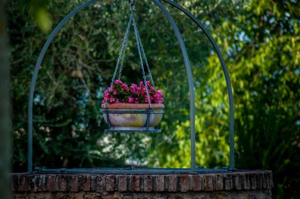 Cesto Con Fiori Rosa Appeso Giardino — Foto Stock