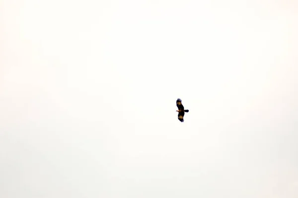 Colpo Angolo Basso Uccello Che Vola Sotto Cielo Luminoso Durante — Foto Stock