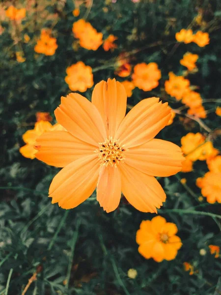 Ein Weicher Fokus Gelber Kosmos Blume Vor Verschwommenem Hintergrund — Stockfoto