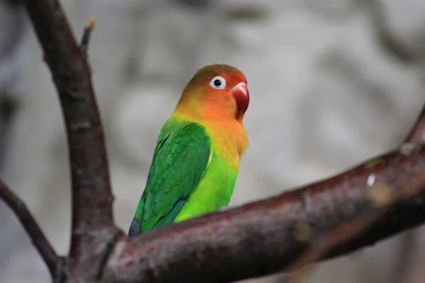 Zbliżenie Selektywne Ujęcie Ostrości Barwnej Papugi Siedzącej Gałęzi Drzewa — Zdjęcie stockowe
