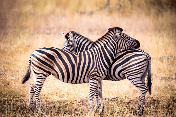 Eine Selektive Fokusaufnahme Zweier Prächtiger Zebras Auf Einem Feld Das — Stockfoto