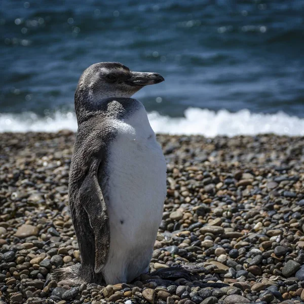 Gros Plan Pingouin Noir Blanc Sur Plage — Photo