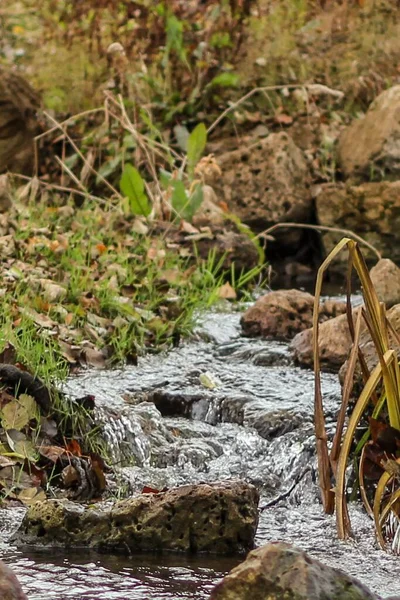 Vertical Shot River Stream Nature — Stock Photo, Image