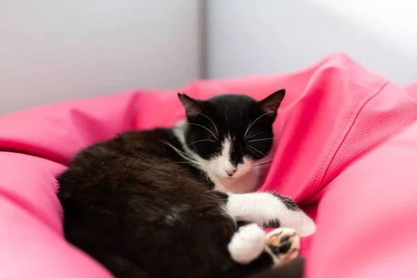 Słodki Czarny Kot Śpiący Różowym Krześle Puf — Zdjęcie stockowe