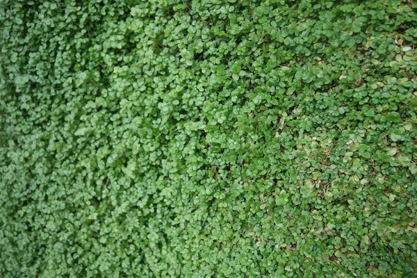 Hierba Flor Pared Bueno Para Los Fondos Pantalla — Foto de Stock