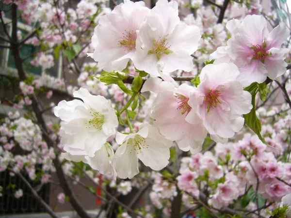 Primo Piano Fiori Carini Che Crescono Ramo Albero — Foto Stock