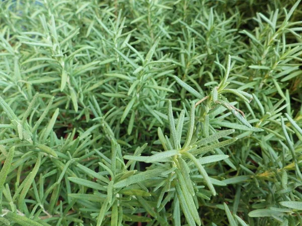 新鮮な緑のタラゴン植物の水平ショット — ストック写真