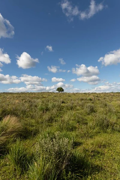 Vertikální Záběr Zeleného Pole Jediným Stromem Pozadí Bílými Mraky Modré — Stock fotografie