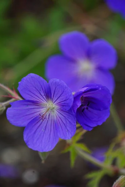 Een Verticaal Selectief Focus Shot Van Blauwe Geranium Bloesem — Stockfoto