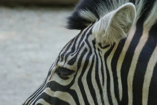 Een Selectieve Focusshot Van Een Zebrakop — Stockfoto