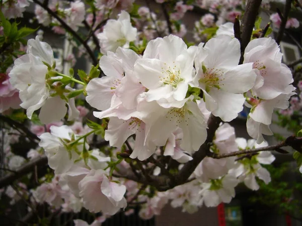 Tiro Close Uma Bela Árvore Flor Cerejeira — Fotografia de Stock