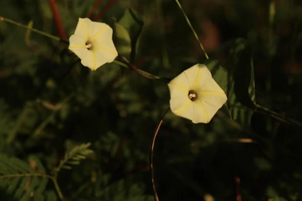 꽃으로 봉합선 — 스톡 사진